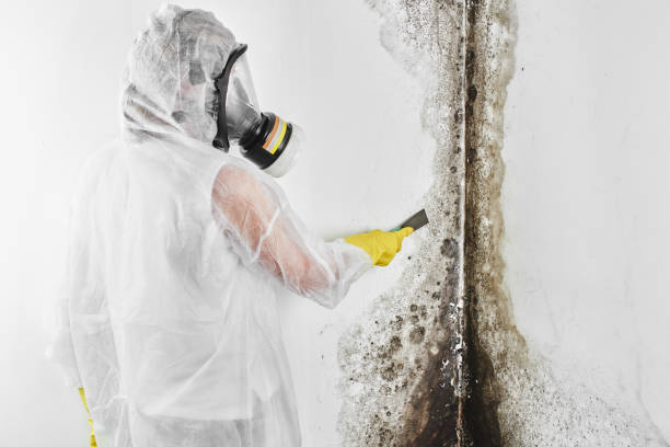 Best Mold Removal Process  in Lauderdale Lakes, WI