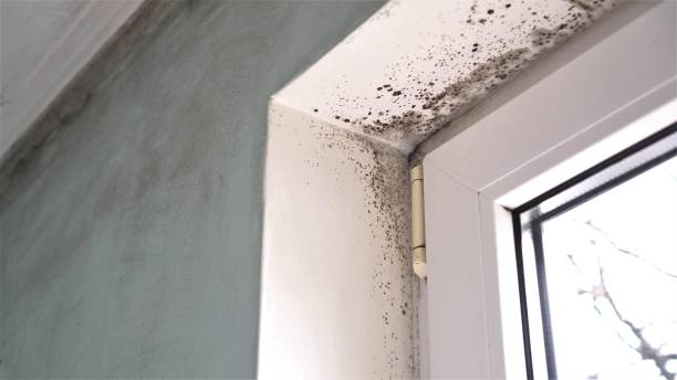Best Toxic Mold Removal  in Lauderdale Lakes, WI
